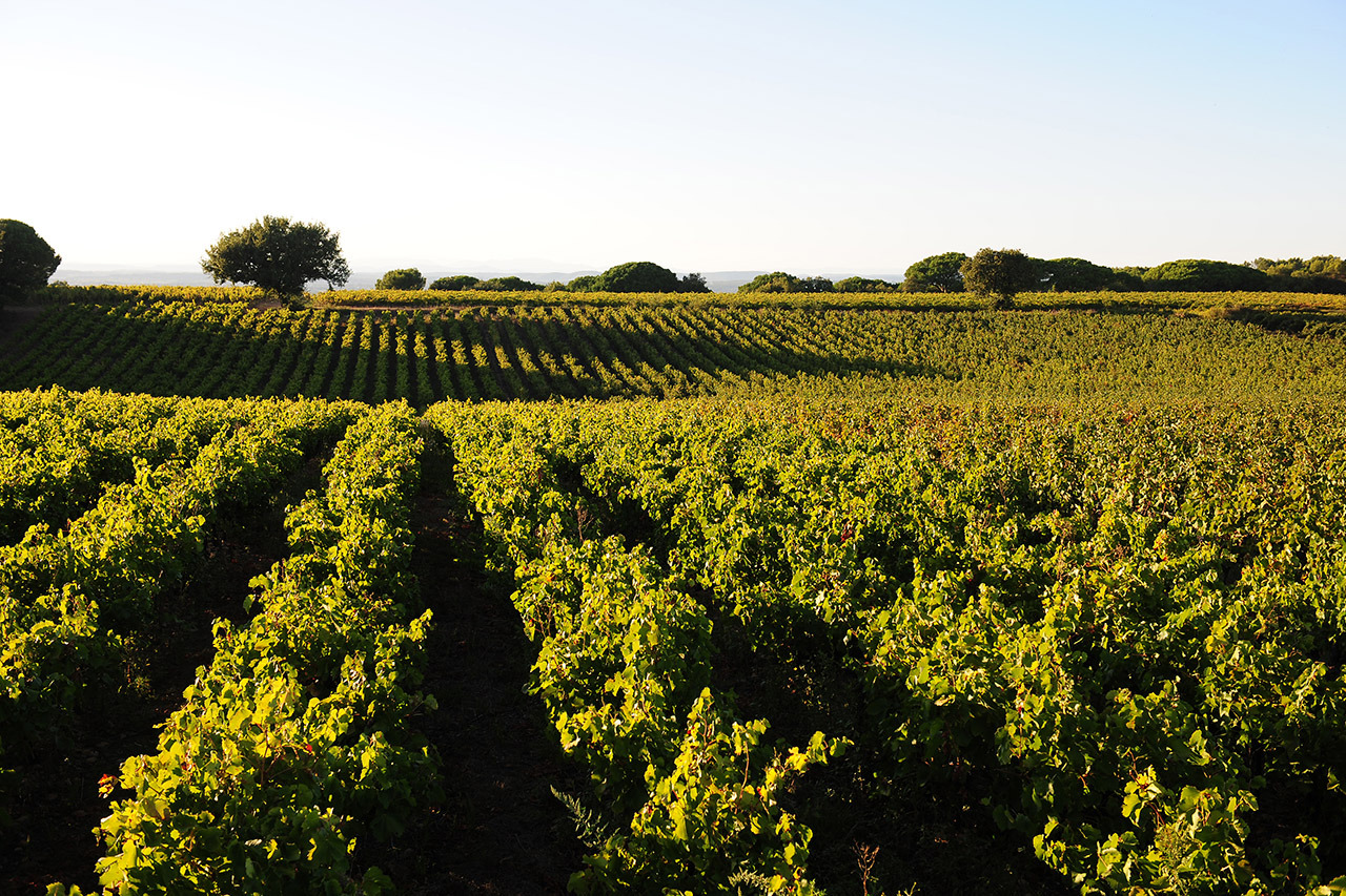 Vignes du domaine de mas neuf